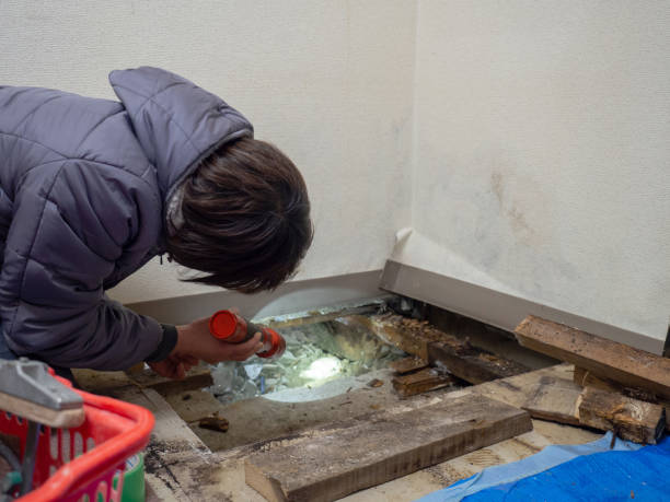 Best Mold Damage Restoration  in Mead, CO