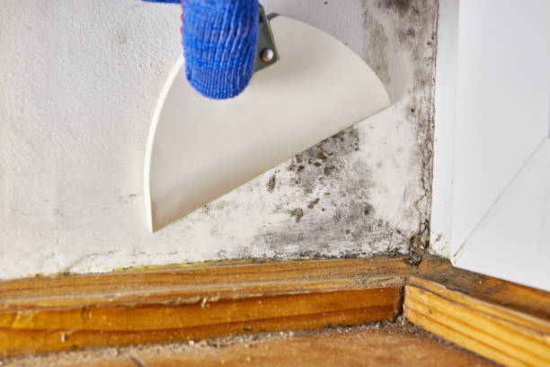 Best HVAC Mold Inspection and Cleaning  in Mead, CO